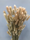 Bunny Tail - 100 Natural // Preserved Dried & Bleached Bunny Tail Boho Wedding Flowers // Dried Flowers // Home Decor - CaliforniaFlowerGrowers.com